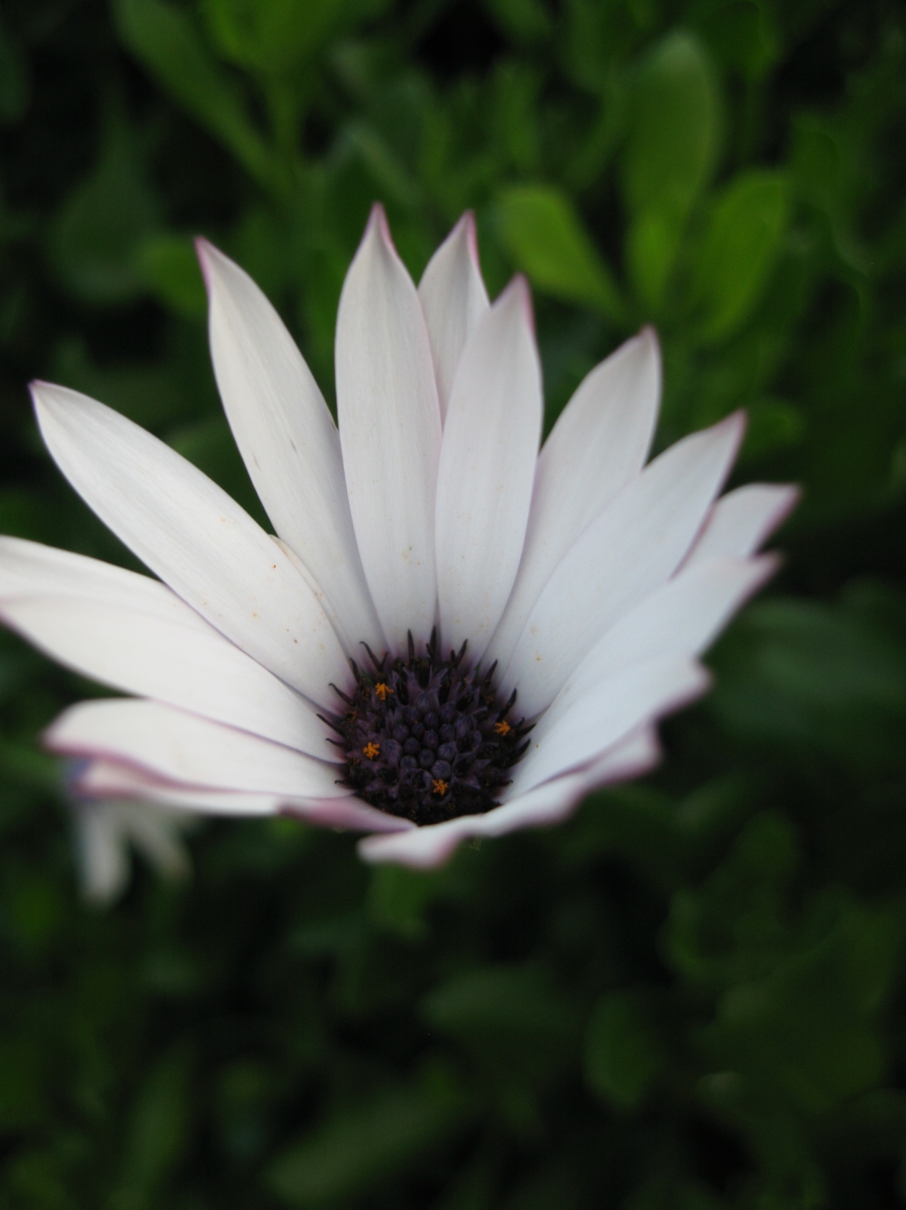 White flower, purple centre
