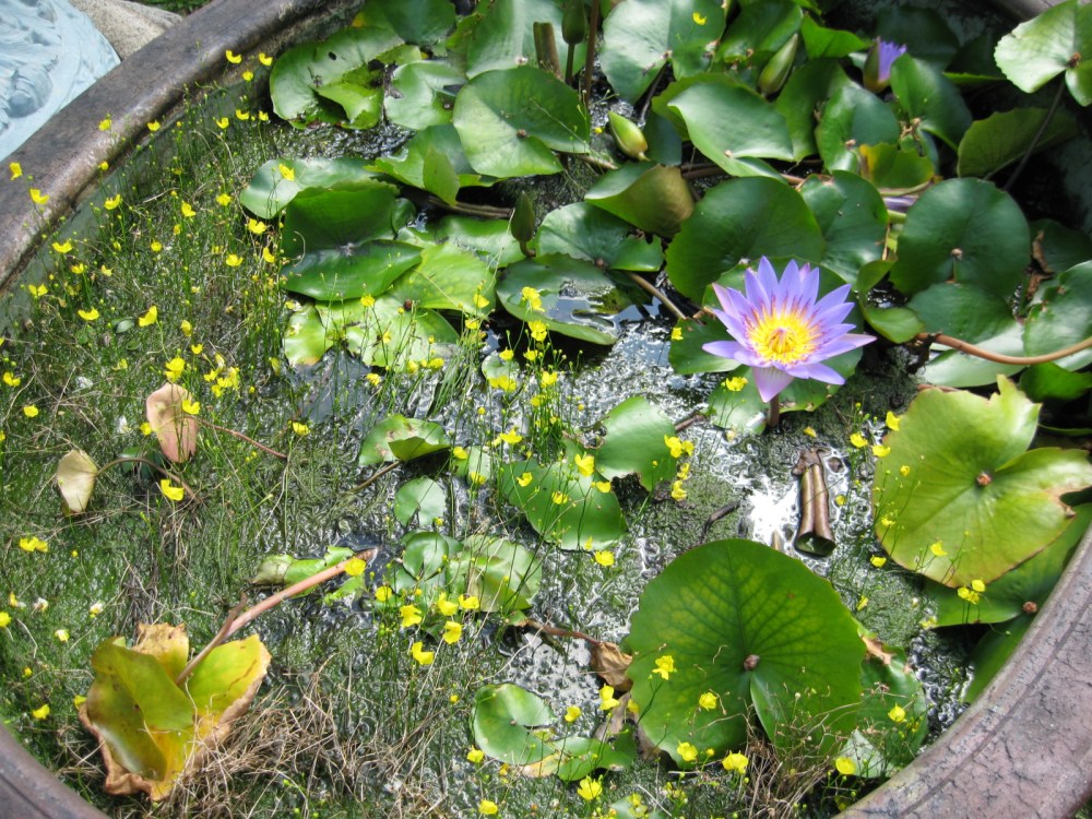 Water Garden
